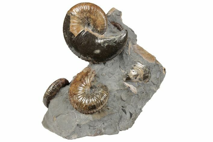 Excellent Fossil Ammonite Cluster - South Dakota #131227